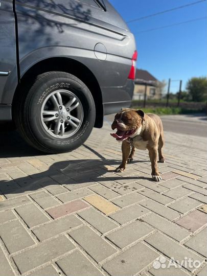 Американский булли