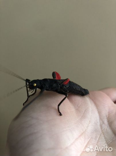 Палочники Кордильерские Перуанские