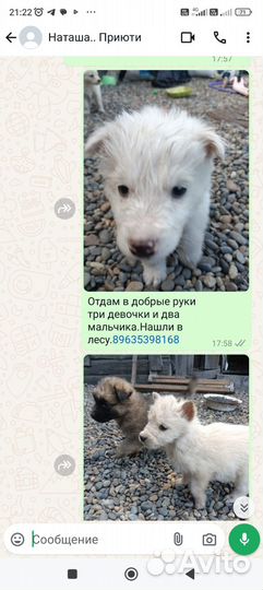 Отдам в добрые руки