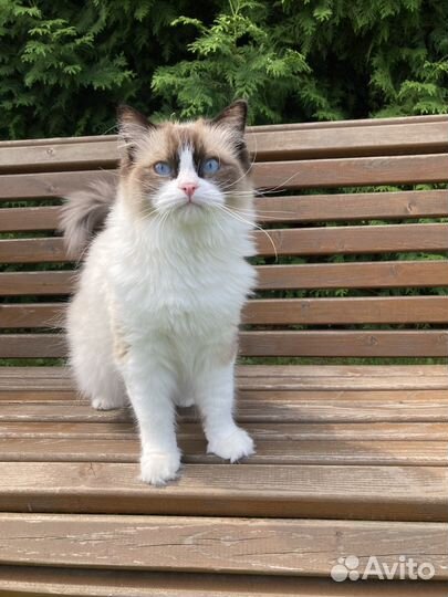 Кошки рэгдолл