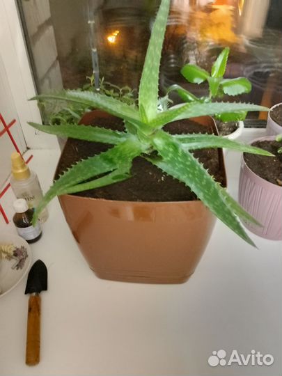 Алоэ вера лечебный