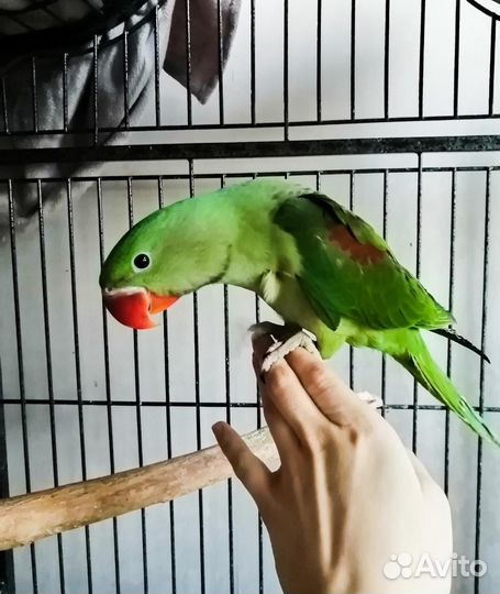 Александрийский попугай ручной