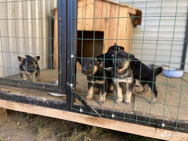 Щенки овчарки