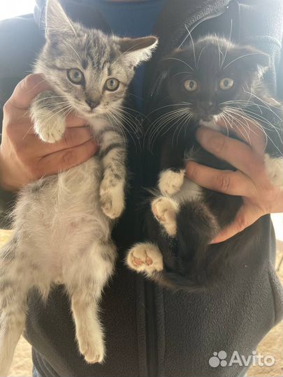 Котята в добрые руки бесплатно