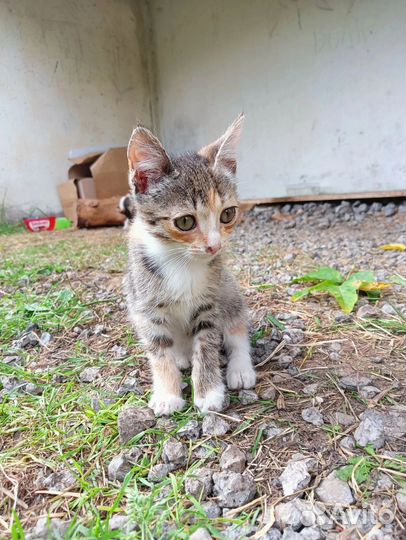 Котёнок девочка в добрые руки