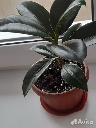 Фикус каучуконосный