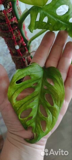 Изготовление Тотема для растений