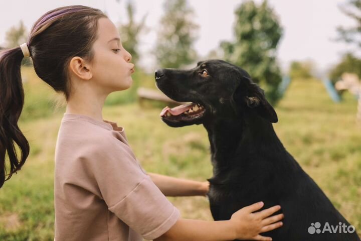Отдам собаку в добрые руки