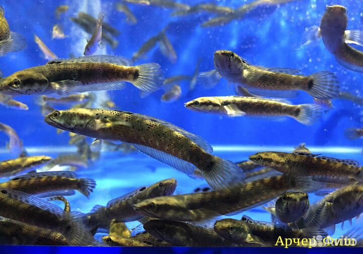 Змееголовы