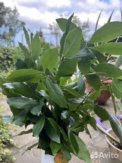 Лавровый веник