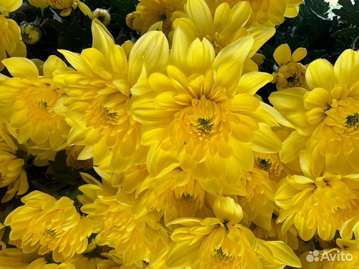 Хризантема ветка и одноголовая