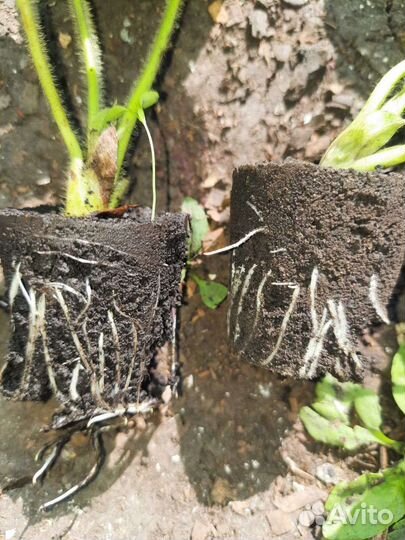 Рассада (саженцы) клубники