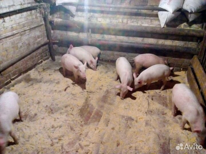 Поросята