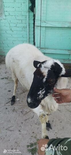 Баранчики на племя