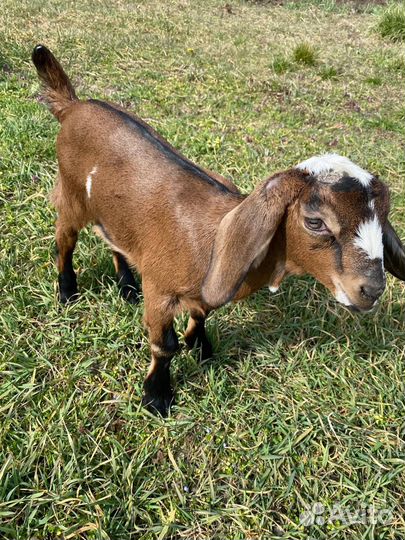 Англо нубийские козы