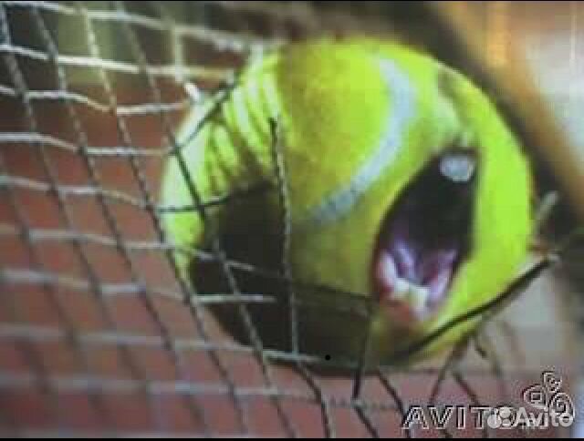 Тренер по большому теннису