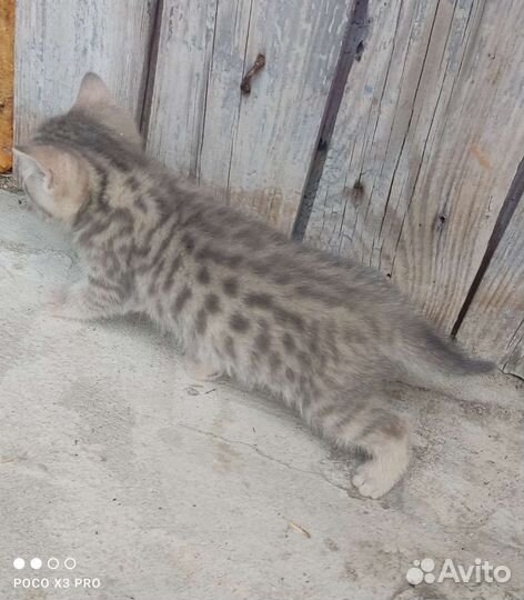 Котята