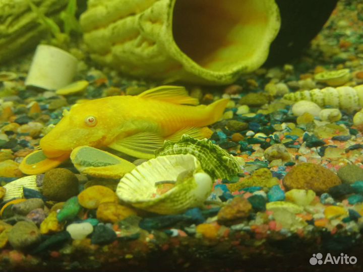 Анцитрус жёлтый.Камень песчанник для аквариума