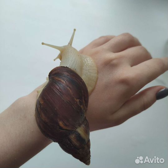 Улитка ахатина-фулика (альбиносы)