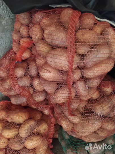 Продам свежие картофель, лук