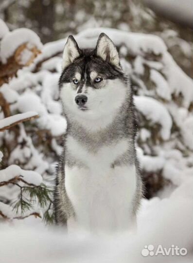 Экскурсии к хаски