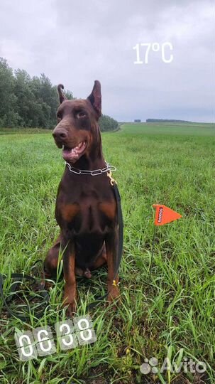 Доберман вязка