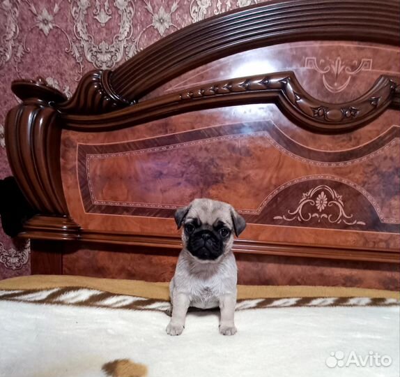 Маленькая принцесса