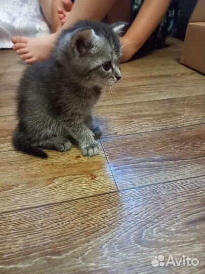 Котёнок девочка Катя,туалету приучена кушает всё