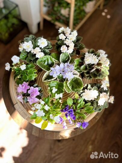 Сортовые мтнтатюрные фиалки