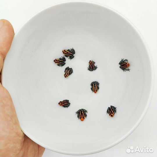 Лягушки для террариума