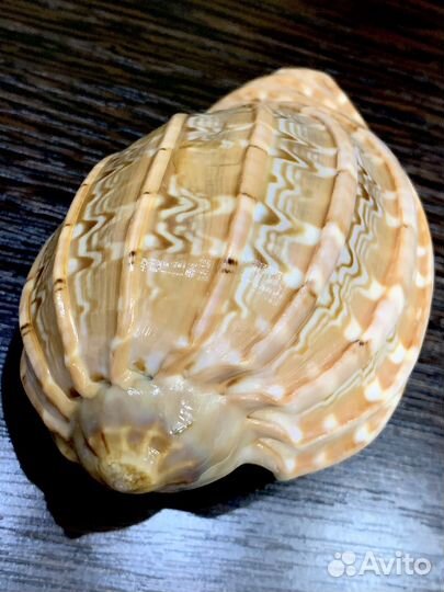 Бронь для Сергея Морские ракушки раковины