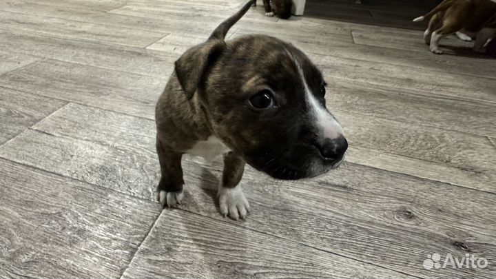 Стаффордширский терьер щенки