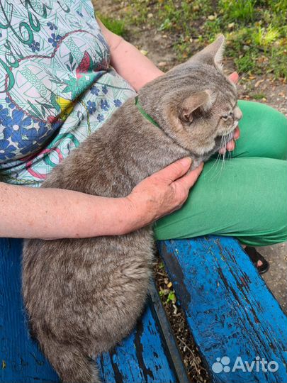 Кот хочет быть домашним