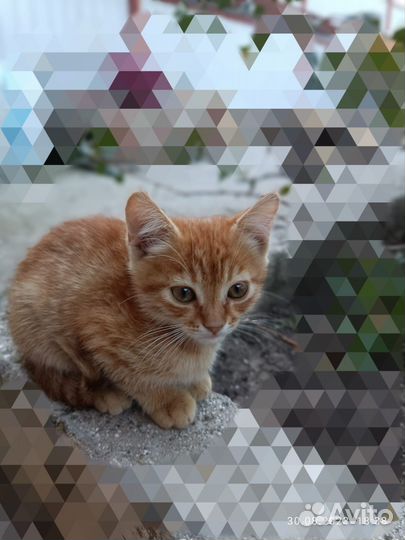 Шотландские вислоухие котята