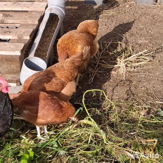 Куры молодки