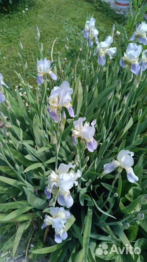 Ирисы бородатые