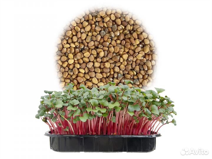 Семена Микрозелень от 100 грамм