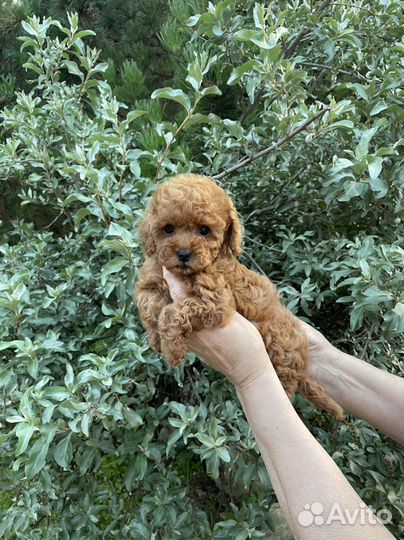 Мальтипу f1 мини девочка