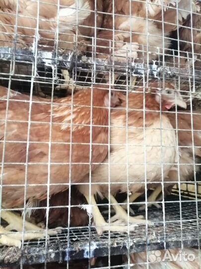 Куры Несушки