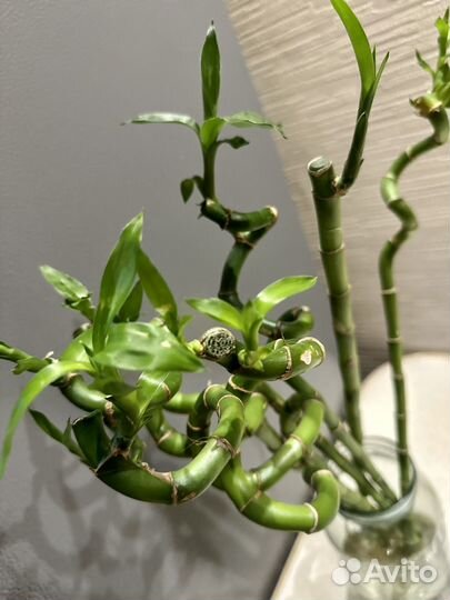 Бамбук Лаки