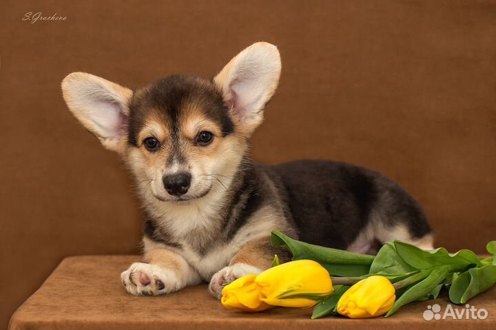 Щенки вельш корги пемброка