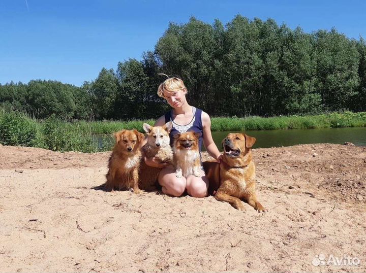 Передержка собак