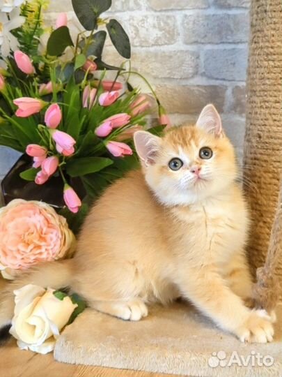 Шотландские котята золотая шиншилла