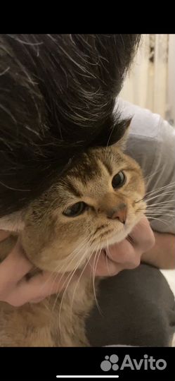 Шотландский кот вязка