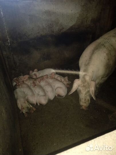 Поросята