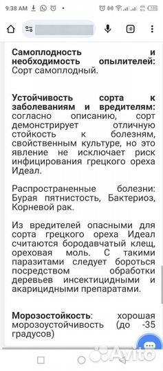 Идеал, саженцы грецкого ореха