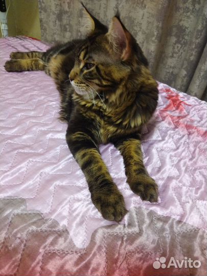 Кот мейн-кун вязка