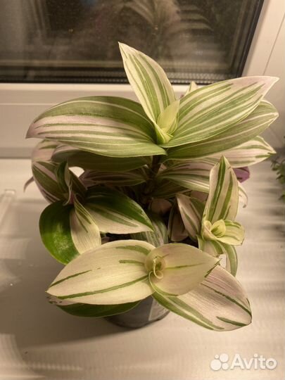 Традесканция