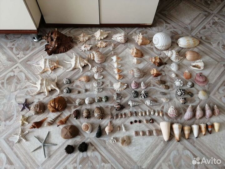 Коллекция морских раковин