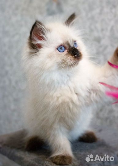 Котята манчкин